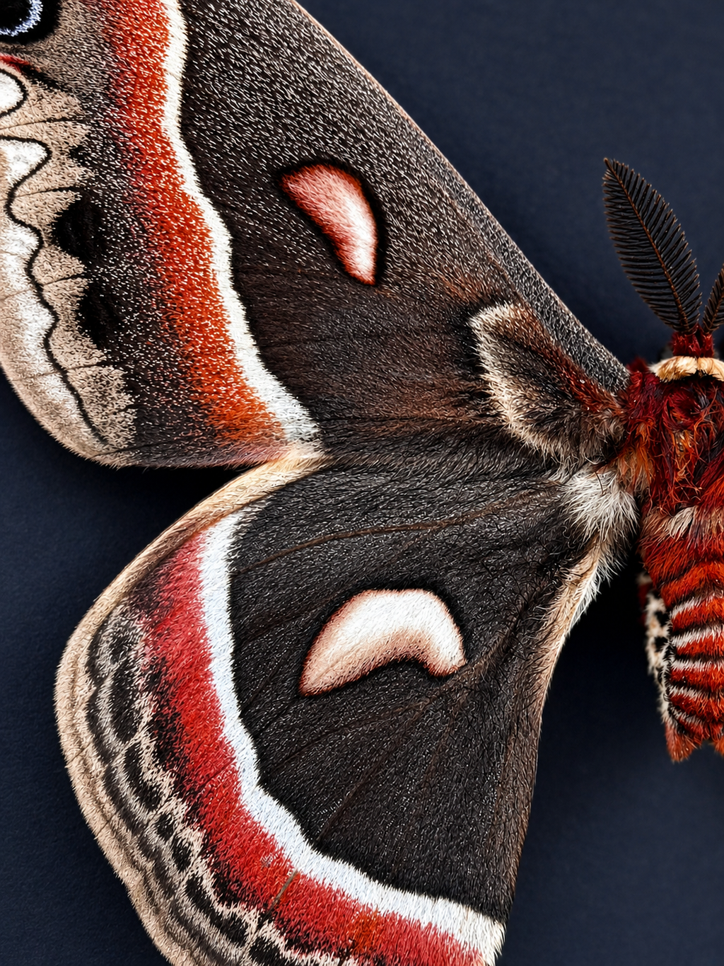 Framed Male Cecropia Moth (Hyalophora cecropia) Specimen in a 5x7” Black Shadow Box