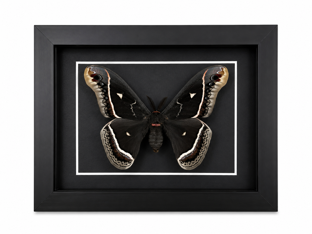 Framed Calleta Silkmoth (Eupackardia calleta) Specimen in a 5x7” Black Shadow Box