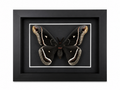 Framed Calleta Silkmoth (Eupackardia calleta) Specimen in a 5x7” Black Shadow Box