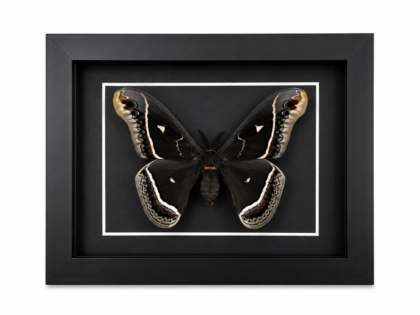 Framed Calleta Silkmoth (Eupackardia calleta) Specimen in a 5x7” Black Shadow Box