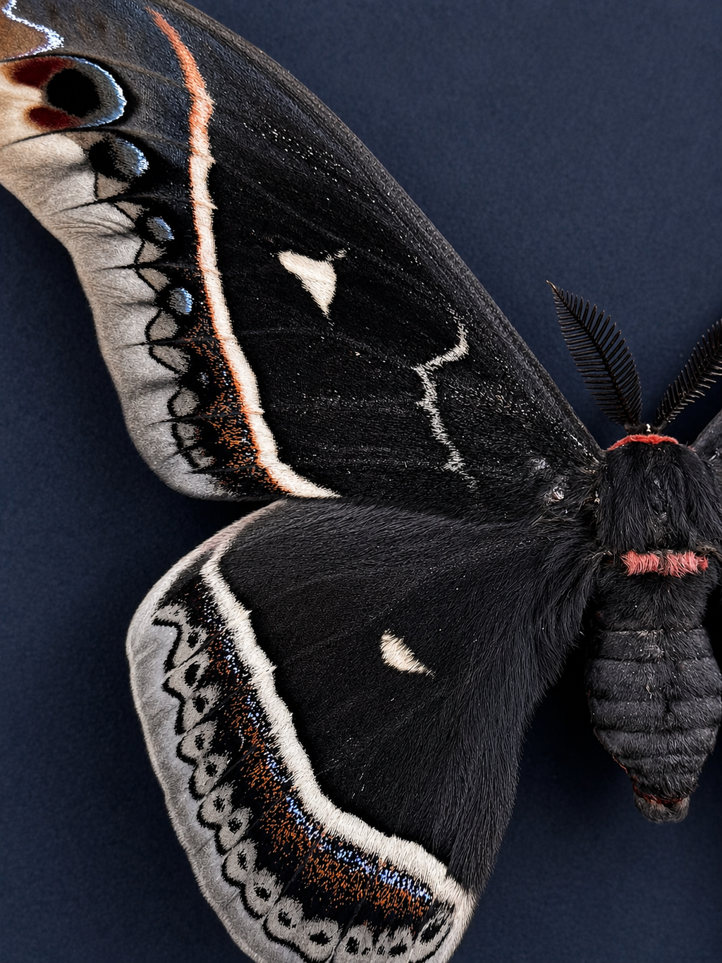 Framed Calleta Silkmoth (Eupackardia calleta) Specimen in a 5x7” Black Shadow Box
