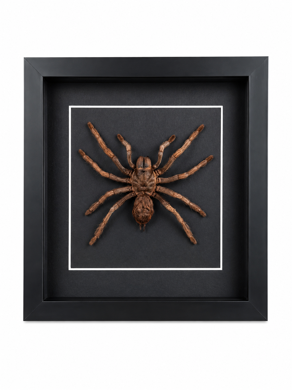 Framed Rusty Birdeater Tarantula (Acanthoscurria Ferina) Specimen in a 8x8” Black Shadow Box
