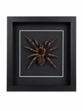 Framed Brazilian Orange-banded Tarantula (Acanthoscurria Juruenicola) Specimen in a 8x8” Black Shadow Box
