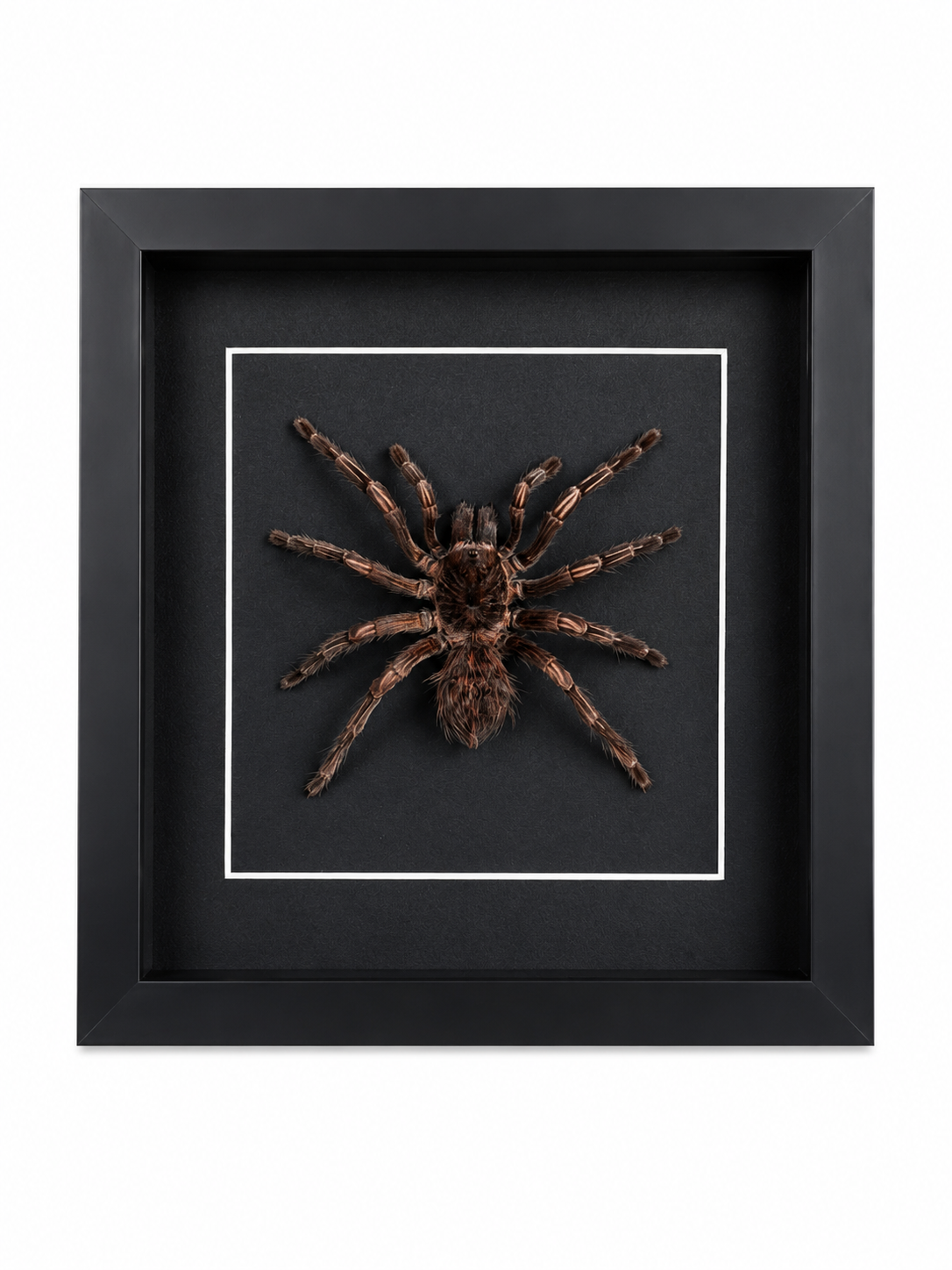 Framed Brazilian Orange-banded Tarantula (Acanthoscurria Juruenicola) Specimen in a 8x8” Black Shadow Box