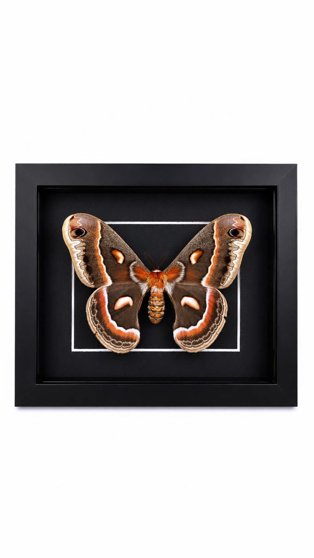 Framed Female Cecropia Moth (Hyalophora cecropia) Specimen in a 5x7” Black Shadow Box