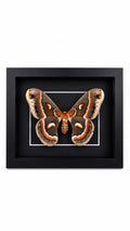 Framed Female Cecropia Moth (Hyalophora cecropia) Specimen in a 5x7” Black Shadow Box
