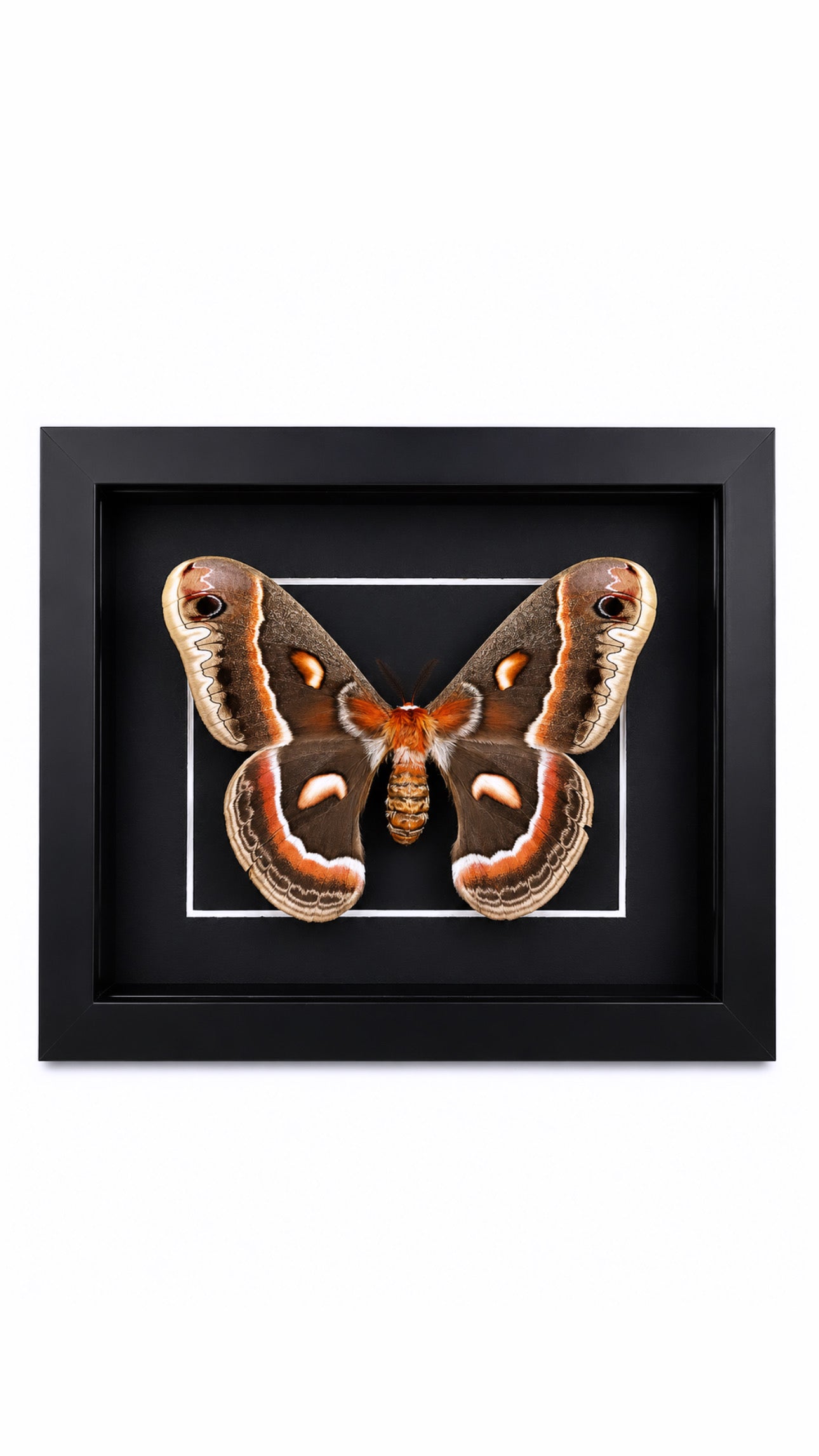 Framed Female Cecropia Moth (Hyalophora cecropia) Specimen in a 5x7” Black Shadow Box