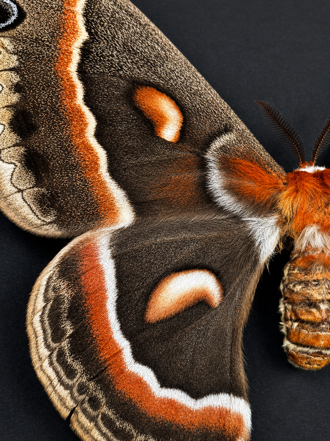 Framed Female Cecropia Moth (Hyalophora cecropia) Specimen in a 5x7” Black Shadow Box