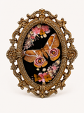 Bullseye Moth Specimen (Antherina suraka) in Gold Ornate Frame