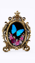 Morpho Aurora Specimen (Aurora aureola) in Gold Ornate Frame