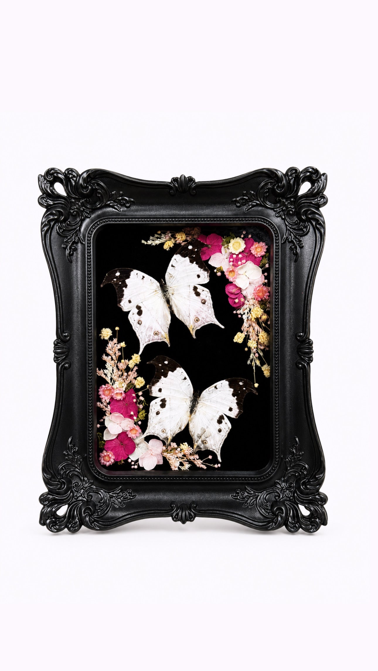 Mother of Pearl Specimen (Salamis duprei) in Black Ornate Frame