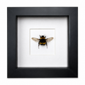 Queen Bumblebee Specimen (Bombus lucorum) in 4x4” Black Shadow Box