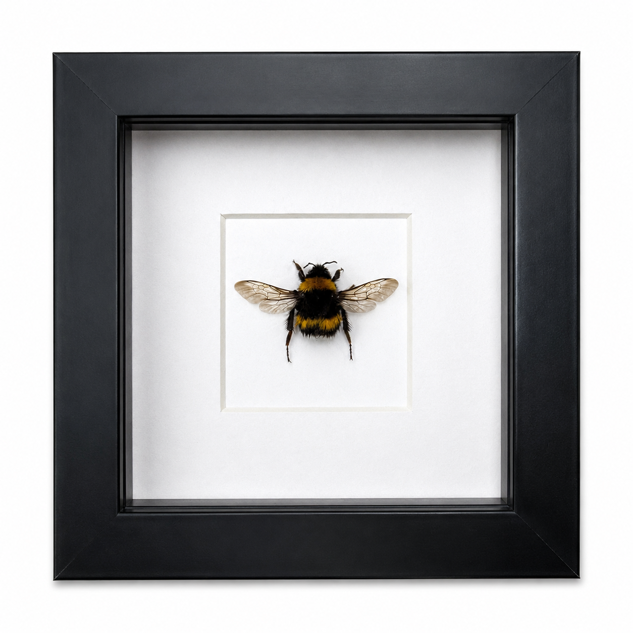 Queen Bumblebee Specimen (Bombus lucorum) in 4x4” Black Shadow Box