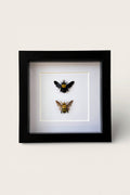 Two framed bees on a white background