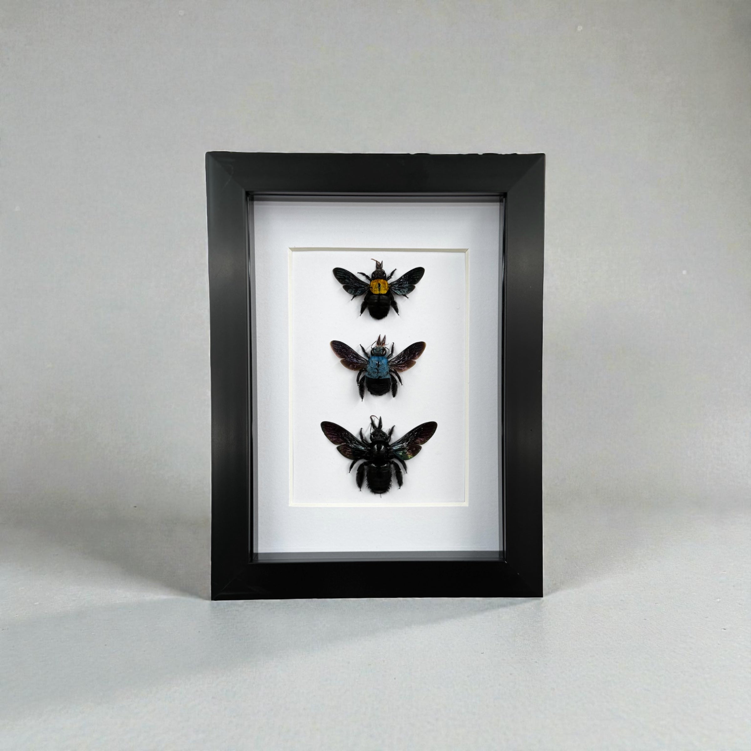 3 bees, yellow, blue and black in frame with white background