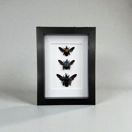 3 bees, yellow, blue and black in frame with white background