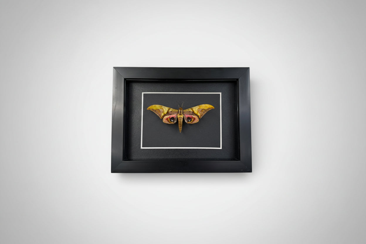 Framed Eyed Pink-and-Green Hawkmoth (Callambulyx junonia) Specimen in 5x7" Black Shadow Box