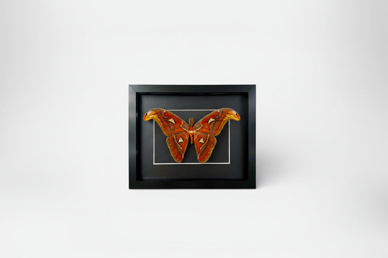 Framed large butterfly on a white background