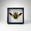Framed beetle with open wings on a white background