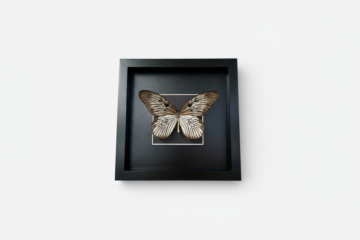 Framed butterfly on a white background