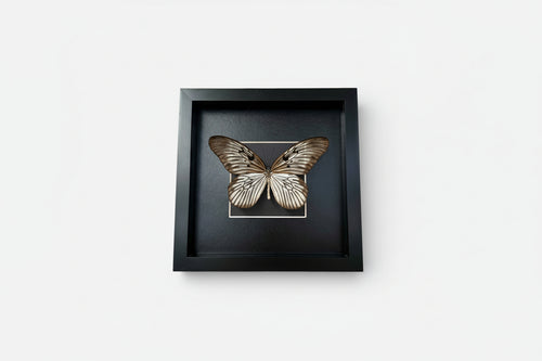 Framed butterfly on a white background