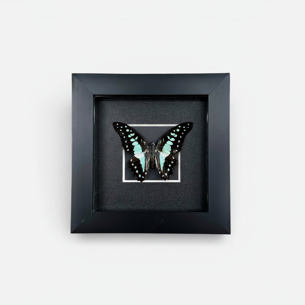 Framed Lesser Jay Butterfly (Graphium evemon) Specimen in 4x4" Black Shadow Box