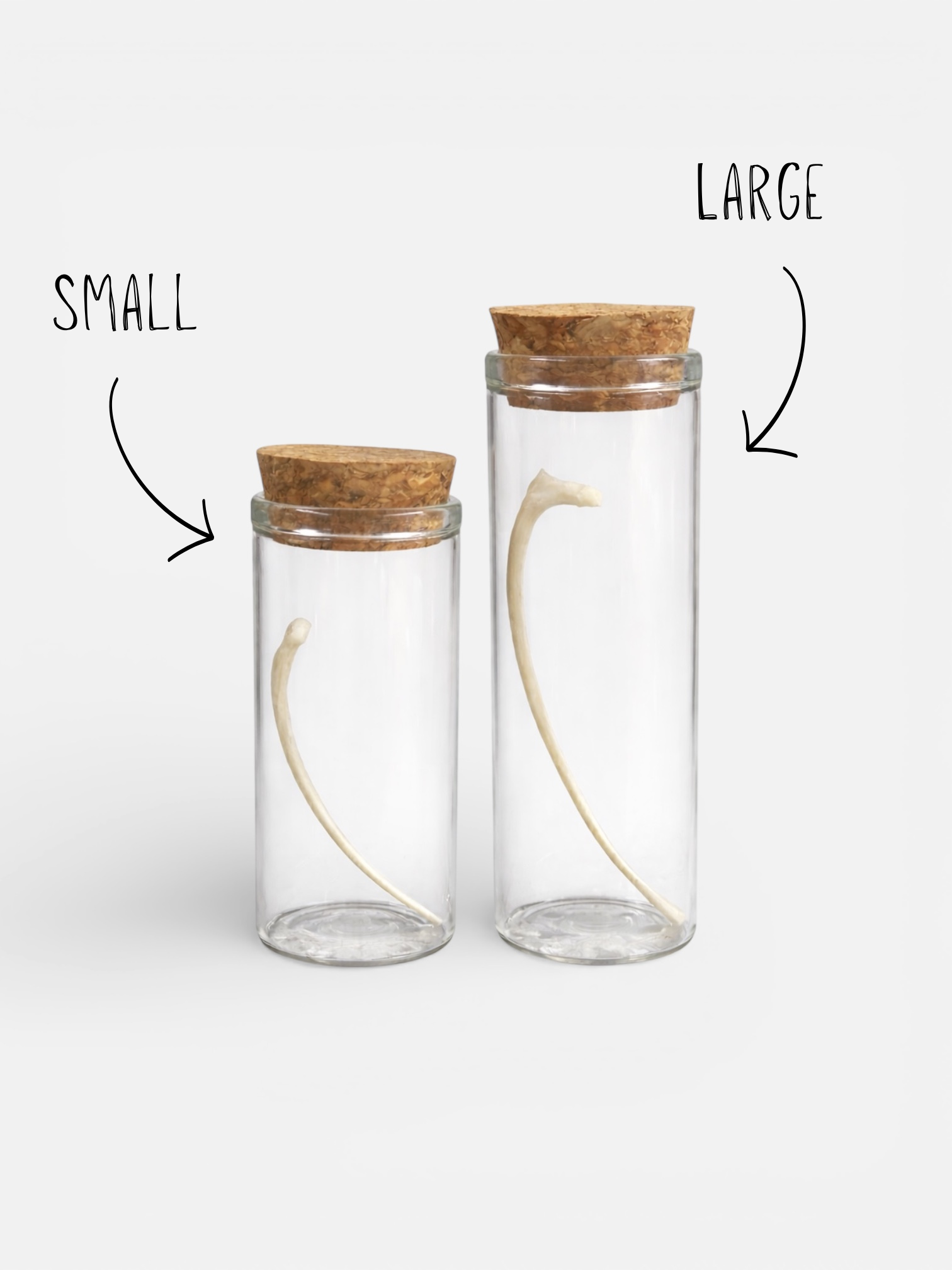 Red Fox (Vulpes vulpes) Rib Bone Specimen in Glass Vial