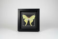 Framed green Luna Moth on a black background and frame