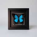 Blue butterfly in a black frame on a light gray background