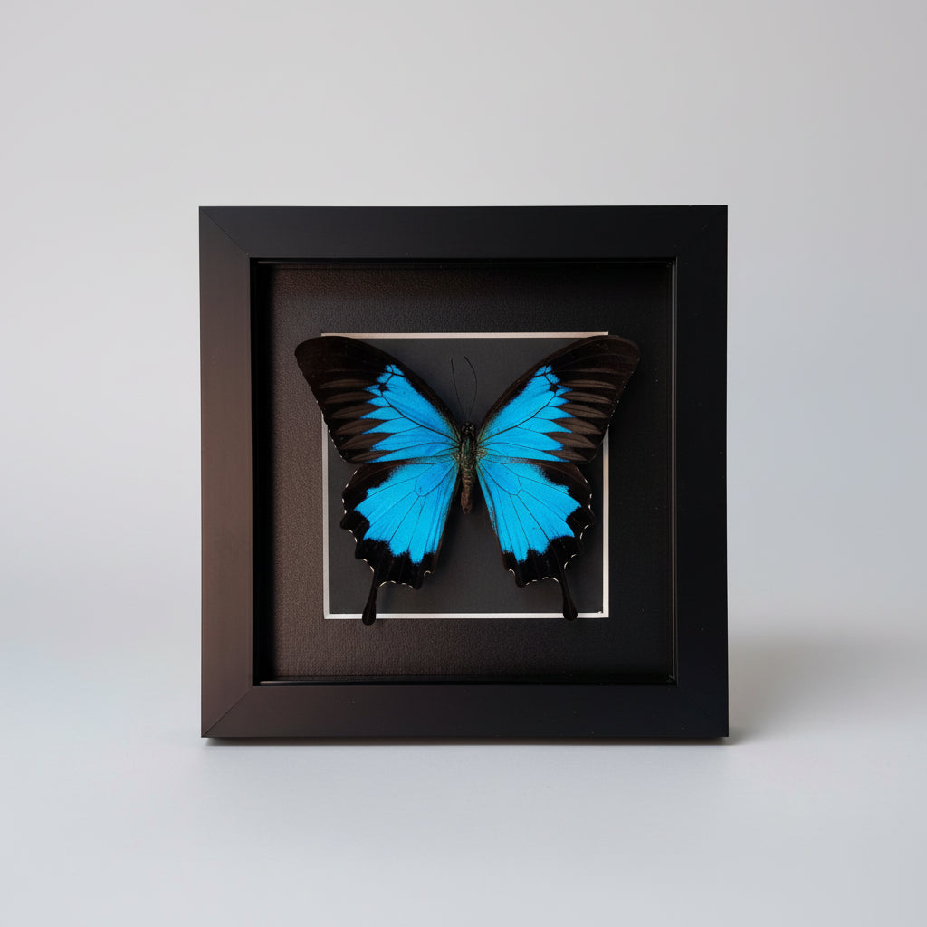 Blue butterfly in a black frame on a light gray background