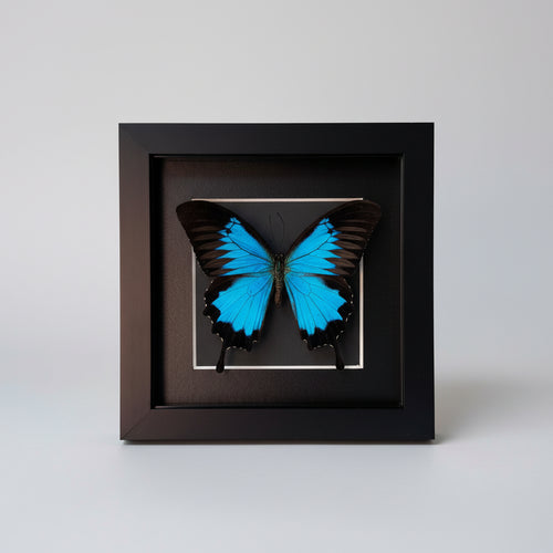 Blue butterfly in a black frame on a light gray background