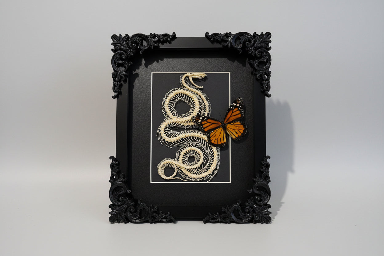 Framed Real White-Lipped Pit Viper Skeleton (Trimeresurus albolabris) & Monarch Butterfly (Danaus plexippus) Specimen in 8x10" Black Shadow Box