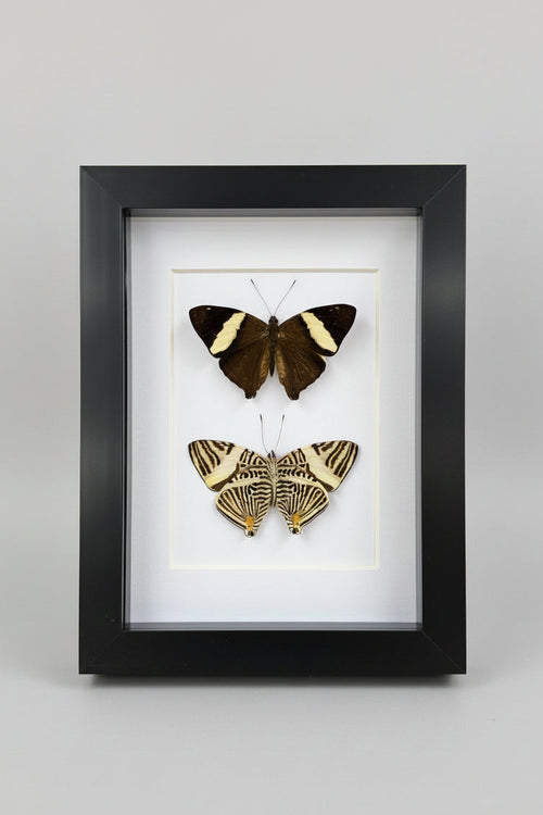Framed display of two butterflies on a white background