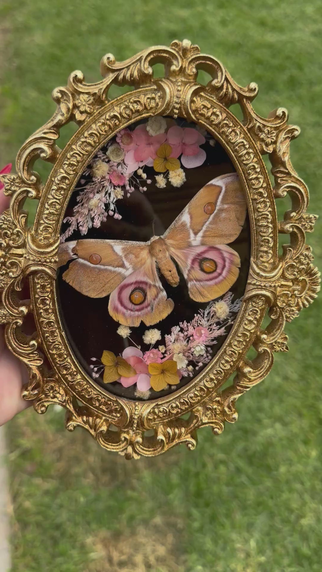 Bullseye Moth Specimen (Antherina suraka) in Gold Ornate Frame